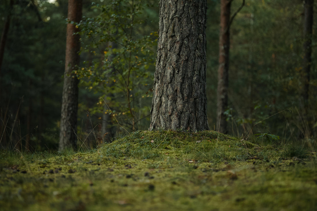 The Pulse of The Earth and Why You Need To Know It