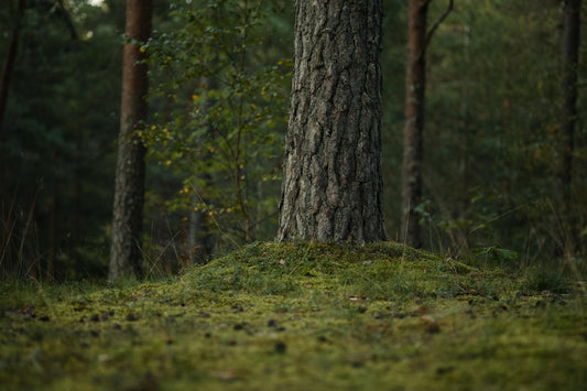 The Pulse of The Earth and Why You Need To Know It